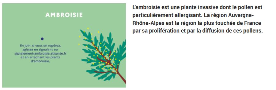 Lutte contre l'ambroisie